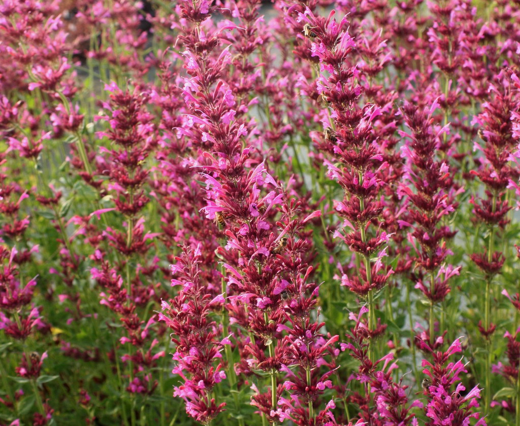 Agastache mexicana 'Red Fortune'